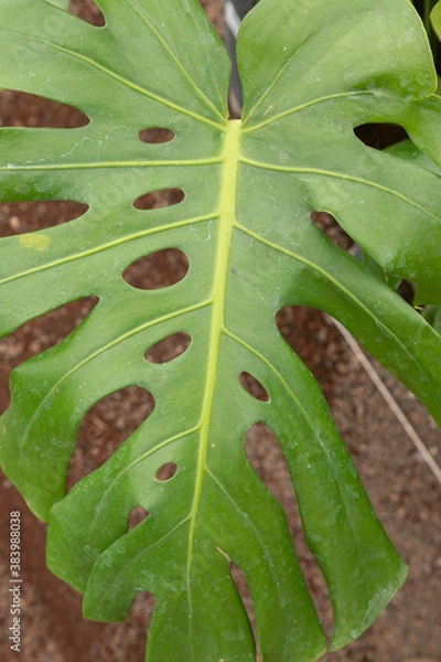 Obraz leaf background