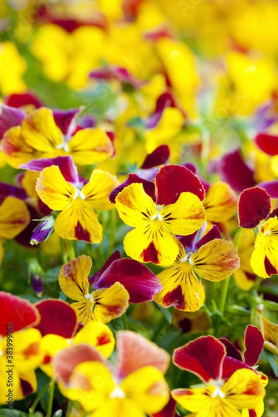 Fototapeta ビオラ