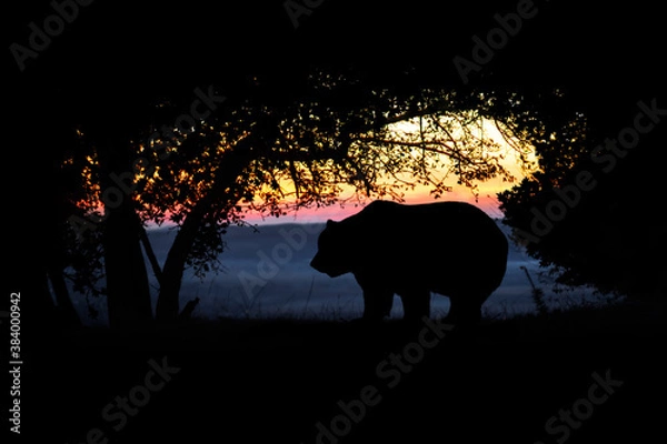 Fototapeta bear silhouette in the woods at sunset