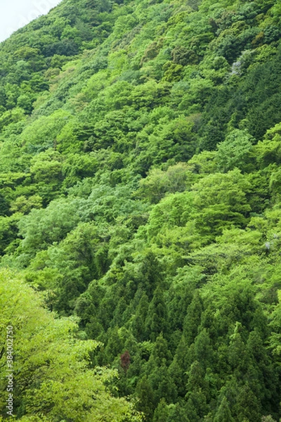 Fototapeta 新緑の和泉葛城山