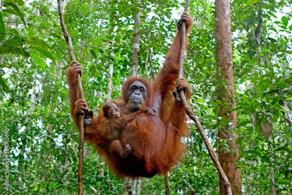 Fototapeta Orangutan with her baby
