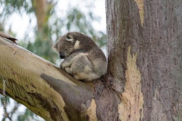 Obraz Sleepy Wet Koala