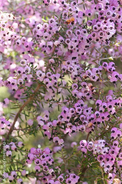 Fototapeta ジャノメエリカの花