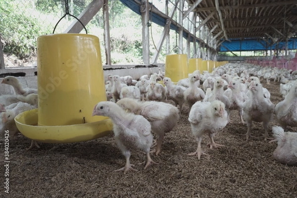 Obraz Some chicks are in the cage