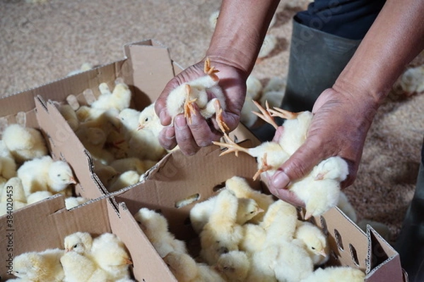 Obraz Chicks grading process