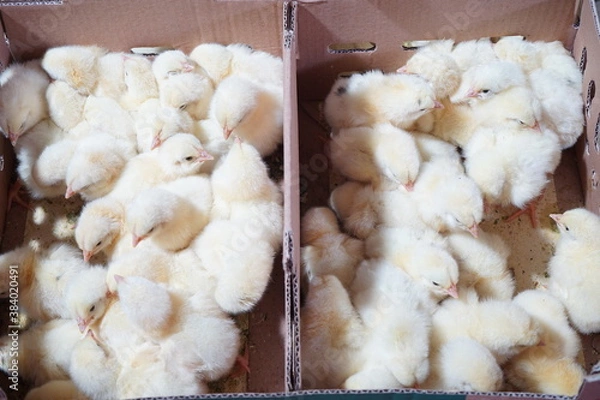 Obraz Some chicks are in the box