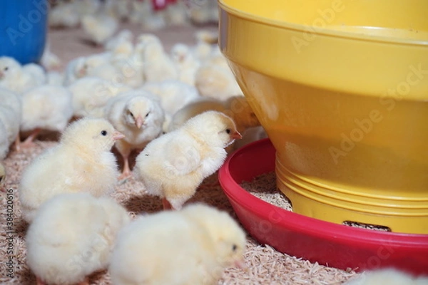 Obraz Some chicks are eating