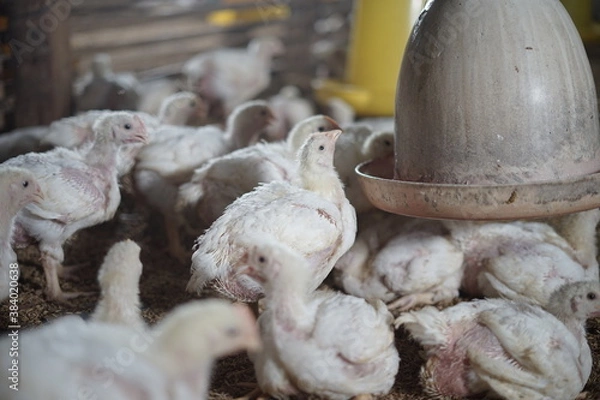 Obraz Some chicks are drinking