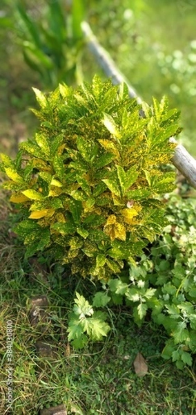 Fototapeta moss on tree