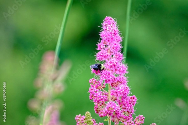 Obraz Bee on Pink Flowers
