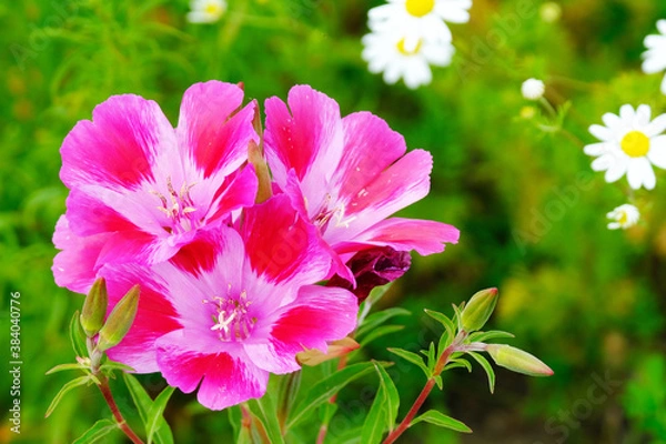 Obraz Pink Wildflowers