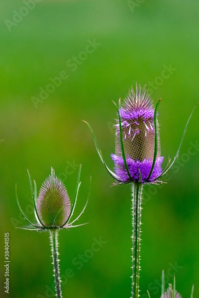 Obraz Fernhill Flowers