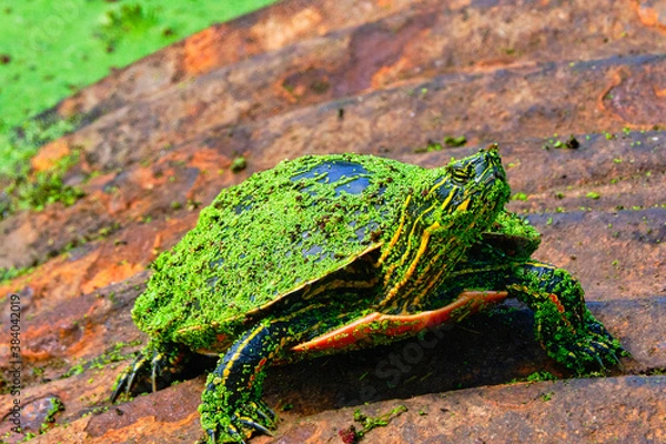 Obraz Western Painted Turtle