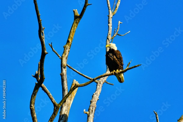 Obraz Bald Eagle