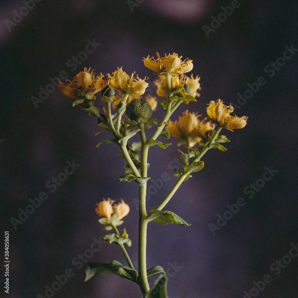 Obraz Flores de ruda