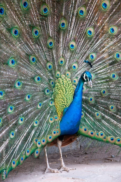 Fototapeta Close up of colorful peacock displaying tail feathers 