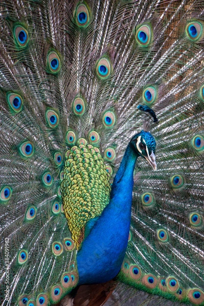 Fototapeta Close up of colorful peacock displaying tail feathers 