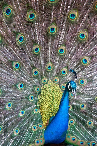 Fototapeta Close up of colorful peacock displaying tail feathers 