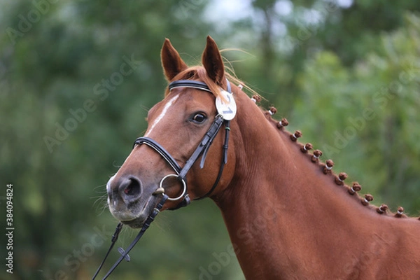 Fototapeta  Close up of a horse head portrait on breeding test outdoors