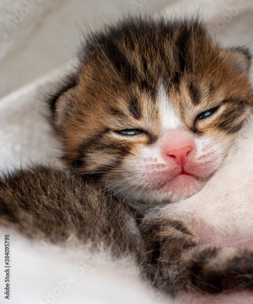 Fototapeta The newborn little cats is crying on the hayloft.
