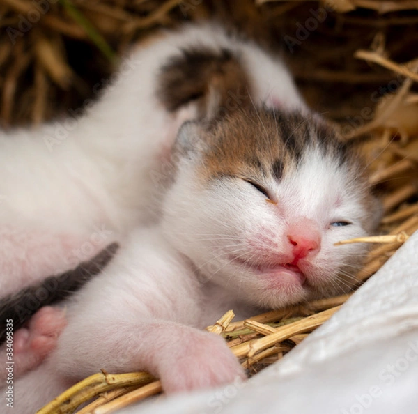 Fototapeta The newborn little cats is crying on the hayloft.