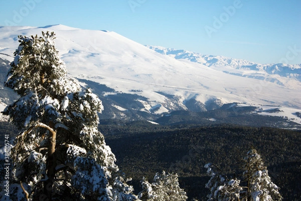 Fototapeta Snow-covered forest and mountains view of a snowy pine tree standing on the left side overlooking the forest.