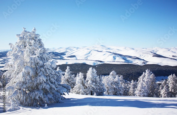 Fototapeta Snow-covered forest and mountains view of a snowy pine tree standing on the left side overlooking the forest 
like the commander of the forest.