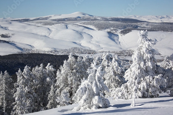 Fototapeta a view of snow-covered trees and mountains that look like an army of soldiers.