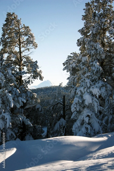 Fototapeta Snowy forest and high mountain landscape seen between two trees.