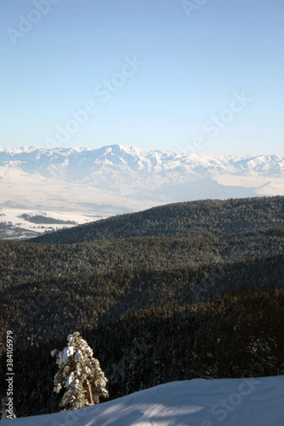 Fototapeta Snow-covered forest and mountains view of a snowy pine tree standing on the left side overlooking the forest 
like the commander of the forest.