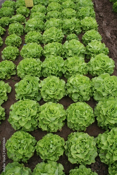 Fototapeta Salatanbau