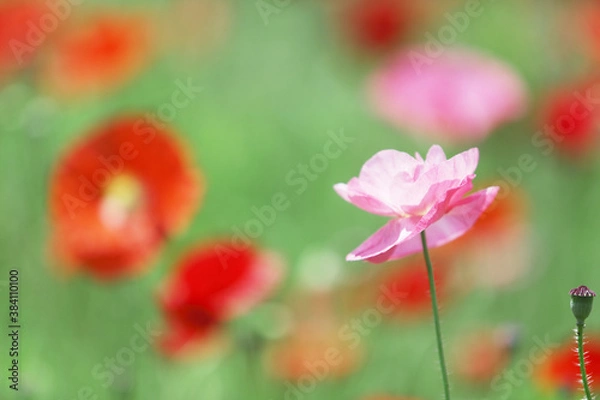 Fototapeta ポピー