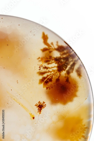 Fototapeta Macro mineral stone Moss Agate, Agate muschiataan white