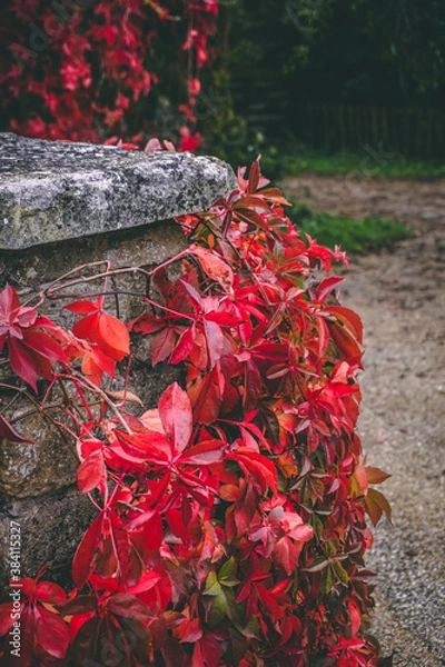 Fototapeta close-up red leaves on pillar