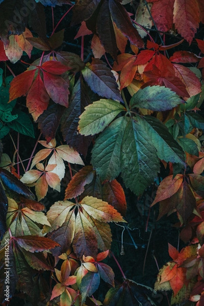 Obraz multicoloured autumn leaves