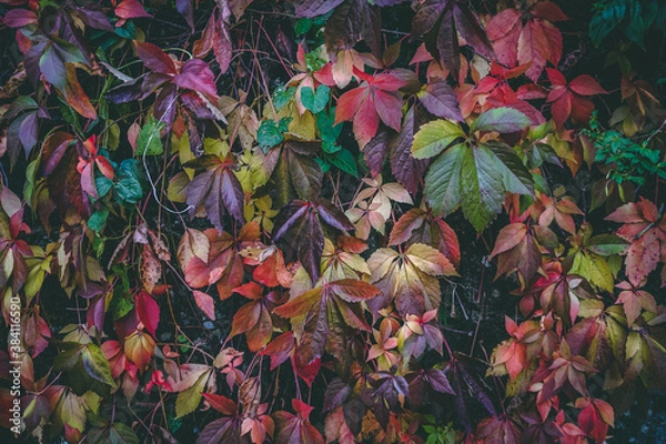 Obraz wall of vibrant autumn leaves