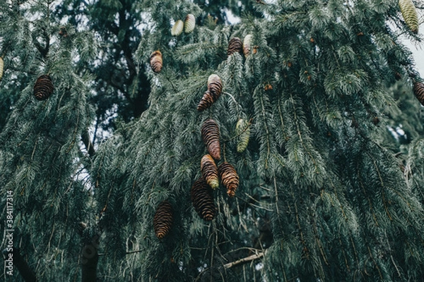 Fototapeta fuzzy fur tree with cones