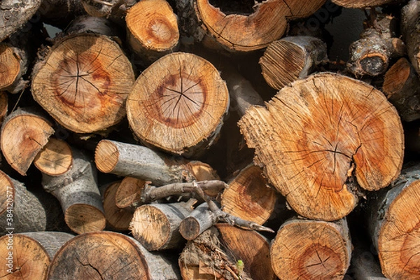 Fototapeta Stock Photo - Close up, macro. Stack of wood stock. Timber stack, wood pile. Background, texture.