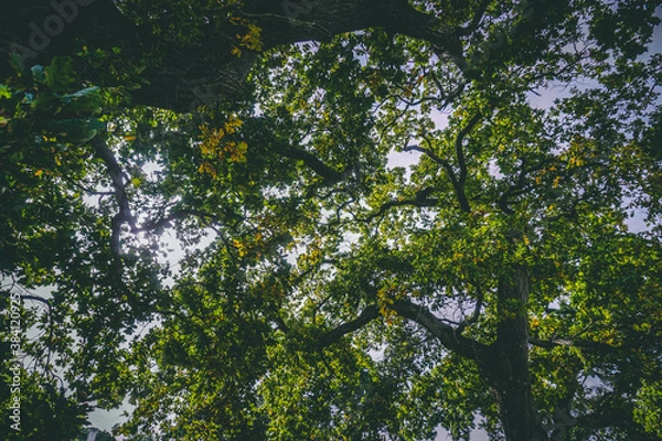 Fototapeta view from under trees in the forest
