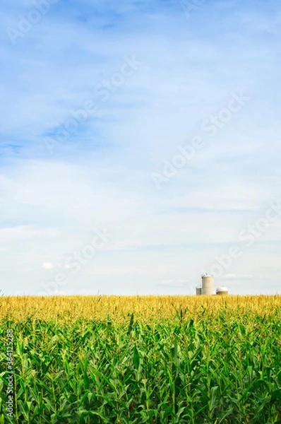 Fototapeta Corn field with silos