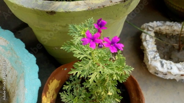 Obraz flower in a pot