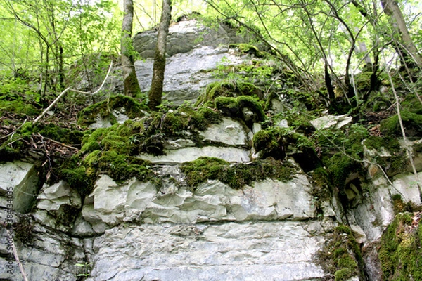 Obraz Kalkfelsen  bemoost