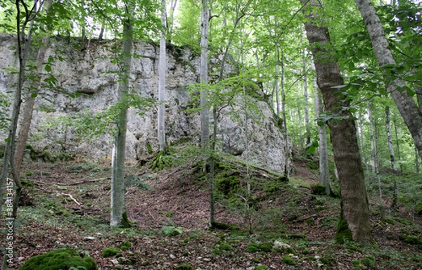 Obraz Kalkfelsen im Buchenwald