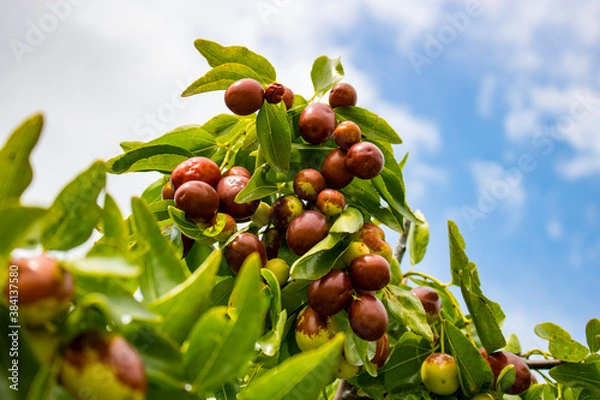 Obraz 대추나무 열매