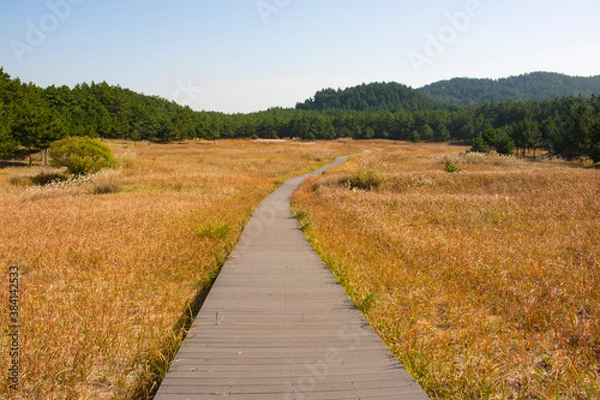 Obraz 사구 해안의 억새밭 길