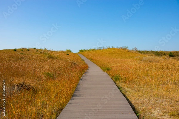 Obraz 사구 해안의 억새밭 길