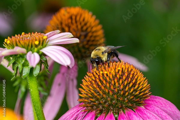 Fototapeta Bumble bee feeding on nectar from purple coneflower wildflower. Concept of insect and wildlife conservation, habitat preservation, and backyard flower garden