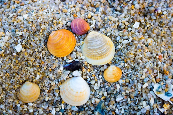 Obraz 바닷가 예쁜 조개
