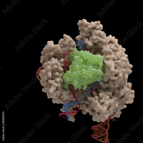 Fototapeta Illustration of a CRISPR-Cas9 DNA cleavage complex based on actual Cryo-Electronmicroscopy data. 