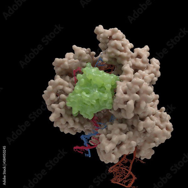 Fototapeta Illustration of a CRISPR-Cas9 DNA cleavage complex  based on actual Cryo-Electronmicroscopy data. 